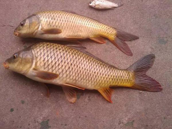 魚口太輕,不妨試試這幾招,訊號一出就提竿,竿竿都有實口 魚口太輕,不妨試試這幾招,訊號一出就提竿,竿竿都有實口