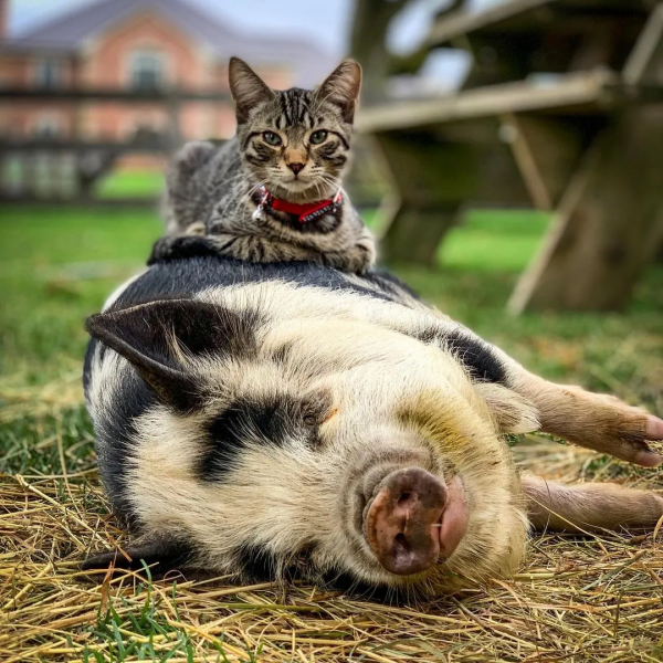 有社交牛逼症的狸花貓，征服了農場所有動物，成為了農場的代言人