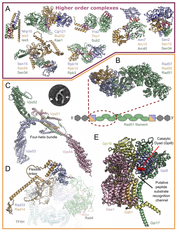 北大校友共同擔綱將全球兩大蛋白質預測系統“雙劍合璧”