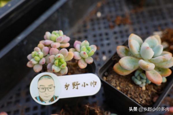 曾經的天價多肉，如今價格不貴，氣質依舊，月影系顏值之最