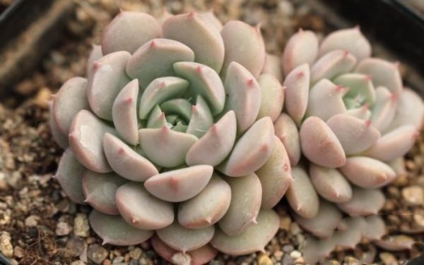 多肉克拉拉，集兩種常見多肉的基因於一身，顏值青出於藍勝於藍