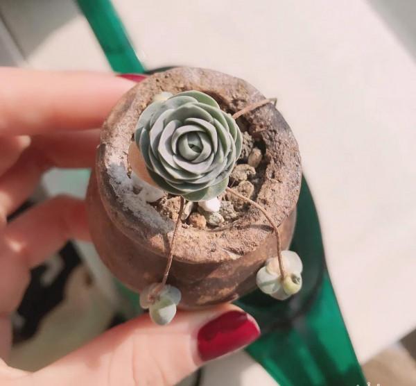 愛上多肉的煩惱