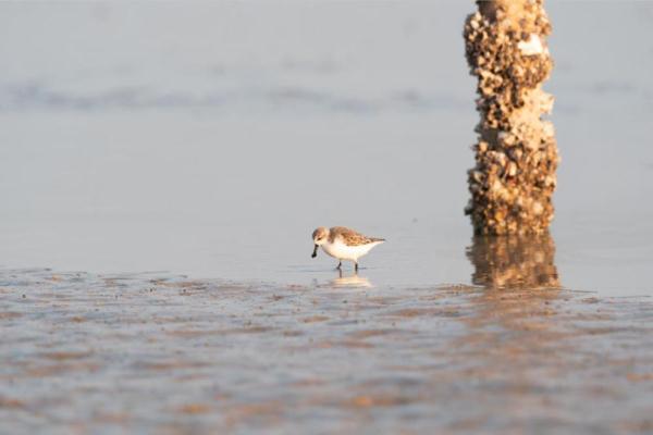 自帶吃飯勺子的小鳥——勺嘴鷸