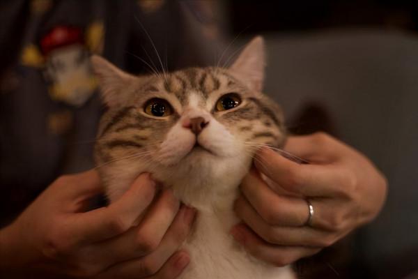 為什麼人們這麼喜歡擼貓？看完我要想養一隻貓