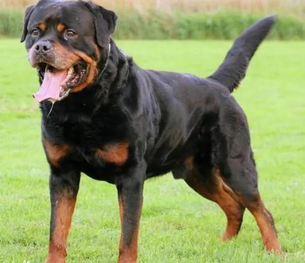 這幾種狗狗長得很“威猛”,一看就惹不起 這幾種狗狗長得很“威猛”,一看就惹不起