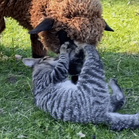 有社交牛逼症的狸花貓，征服了農場所有動物，成為了農場的代言人