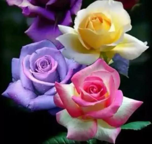 分享圖片&mdash;&mdash;奇美的花卉