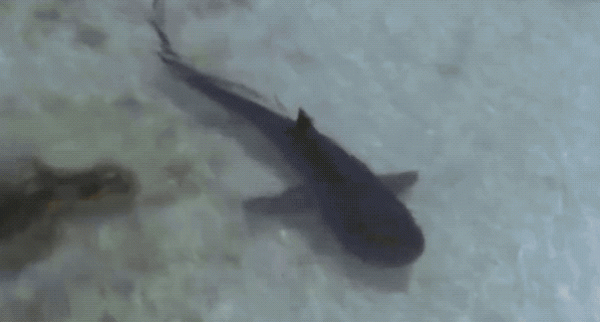 35張活久未見的照片，車走了冰還在原地，袋鼠打架像在鬥舞