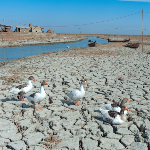 伊拉克，熱炸了｜地球知識局