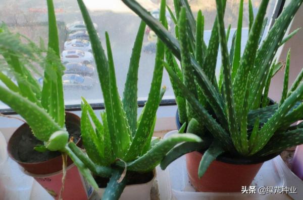 蘆薈盆栽養殖方法和注意事項