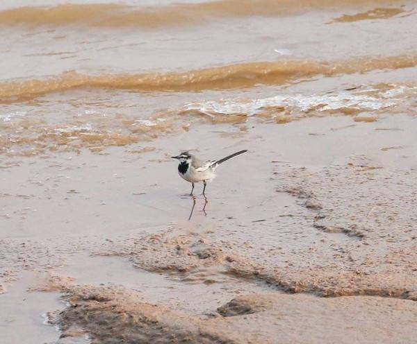一種少見的鳥，在朋友圈很難看到它的身影—白鶺鴒
