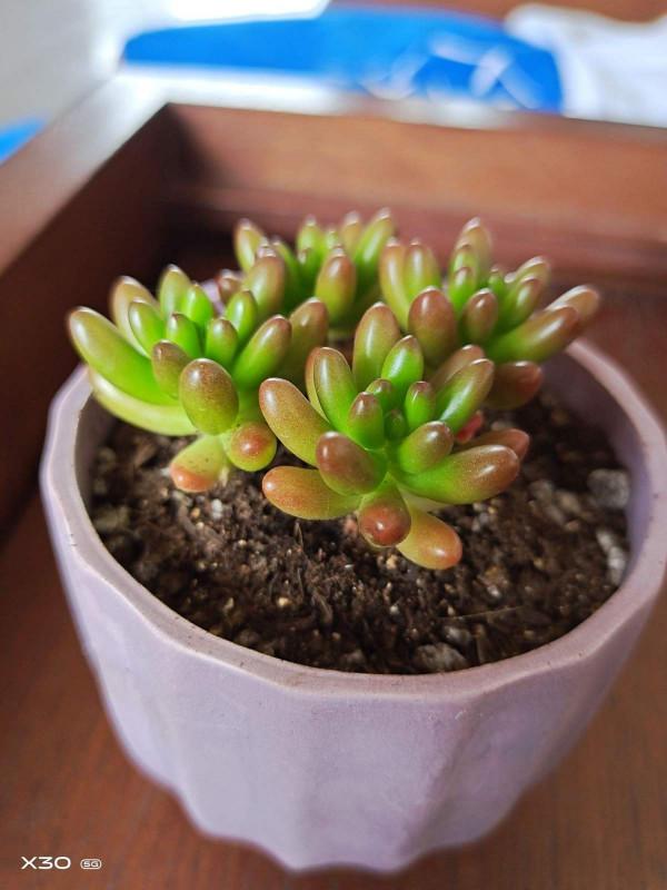 夏季多肉難養好?記住3個不要,安穩度夏不困難 夏季多肉難養好?記住3個不要,安穩度夏不困難