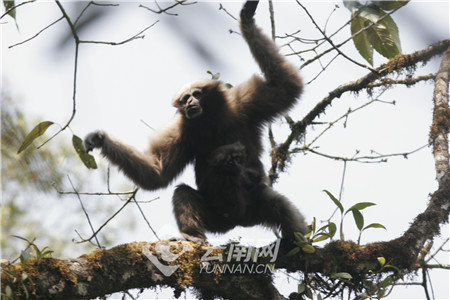 COP15丨讓更多綠孔雀翱翔於碧水丹山