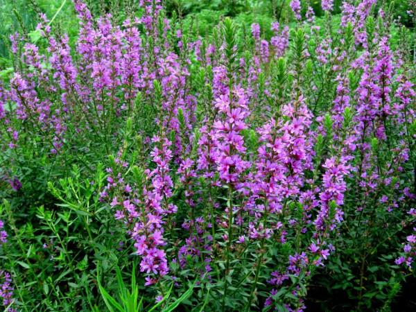 我的驢行日記——淺井大鴻寨主峰 我的驢行日記——淺井大鴻寨主峰