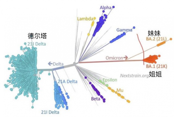 奧密克戎妹妹BA.2會把疫情帶向何方? 奧密克戎妹妹BA.2會把疫情帶向何方?