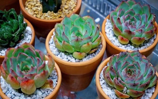 養多肉，選擇“控水”有什麼好處，哪些地方不適合用？