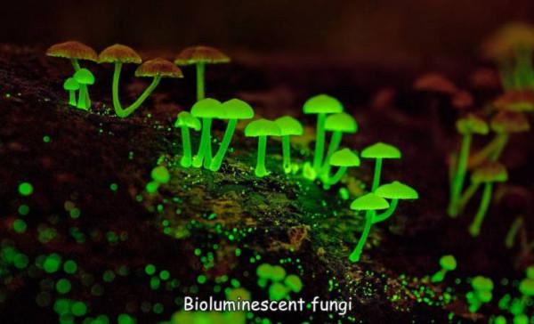 45張照片！讓你看到驚奇無比，難以想象的神奇的大自然