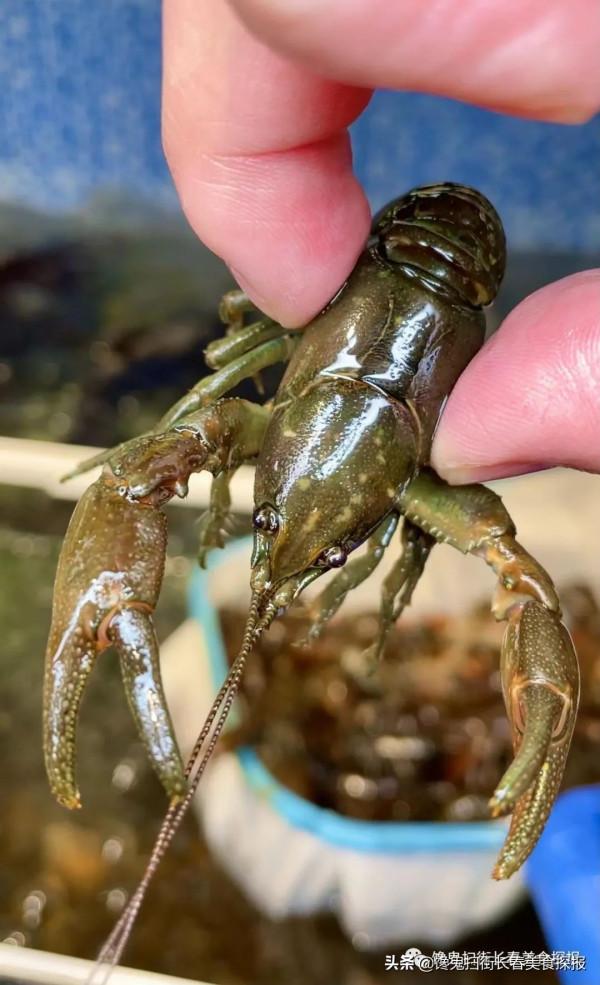 來自汪清百草溝。花泥鰍、川丁子,長白山小魚湯,已16年 來自汪清百草溝。花泥鰍、川丁子,長白山小魚湯,已16年