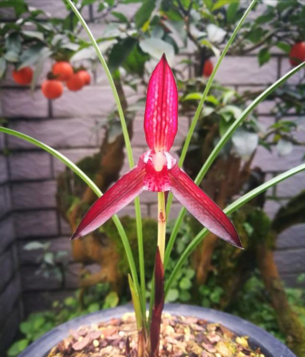 貴族頂級紅素&mdash;&mdash;婁山紅，品種高貴，花色豔麗，家裡有的都不一般