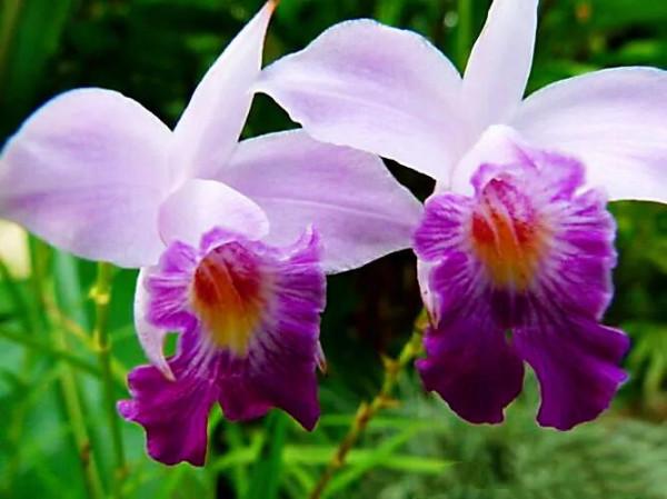 竹葉蘭-植株較大，花色鮮豔，花型像美麗的卡特蘭，且有香味