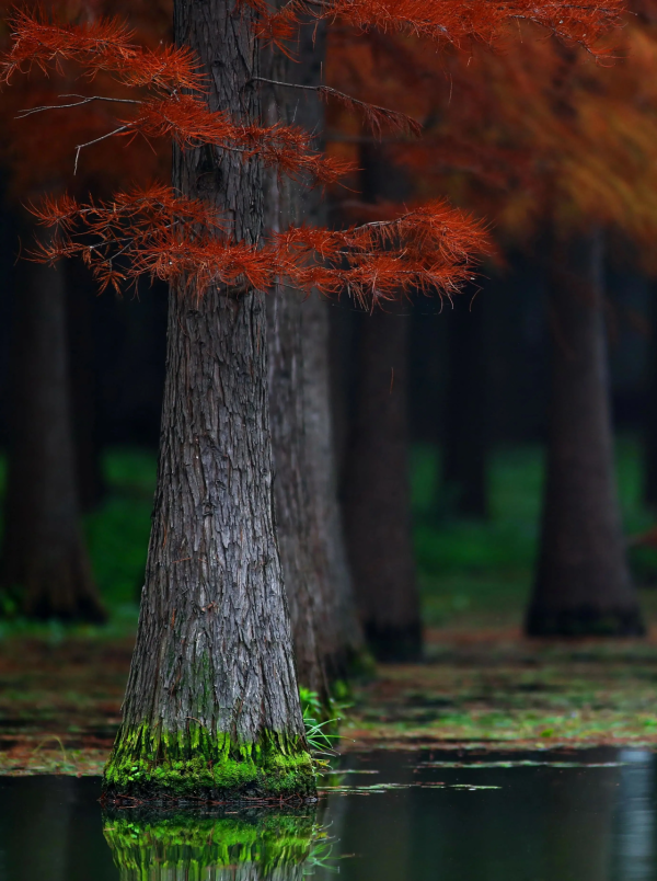 魔都醉美紅杉林，冬日大片必打卡