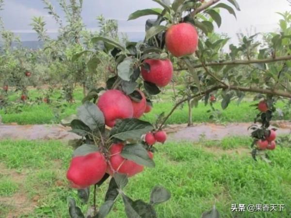 除了紅富士,種哪些品種能發財?這個論壇告訴你答案 除了紅富士,種哪些品種能發財?這個論壇告訴你答案