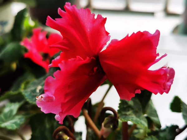 年前花市真熱鬧，6種花再不買，一個月後就漲價