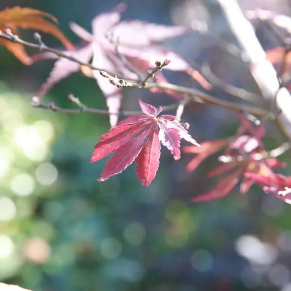 酒莊紅、萱草黃&hellip;&hellip;原來今年的秋冬流行色都在寶山這些公園裡&srarr;