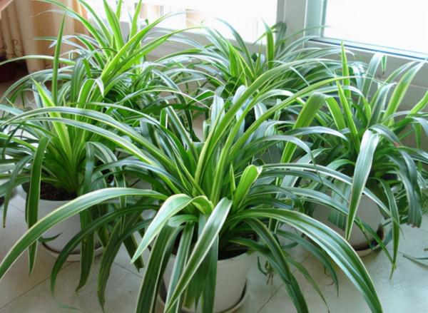 家裡光線差，就養17種“陰性花”，漂亮有格調，貴氣又吉利