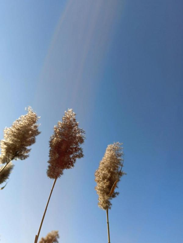 散文:《我的老妻》 散文:《我的老妻》