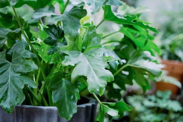 別隻用啤酒澆花了，配上4種“小藥片”，葉子更綠油，開花更多