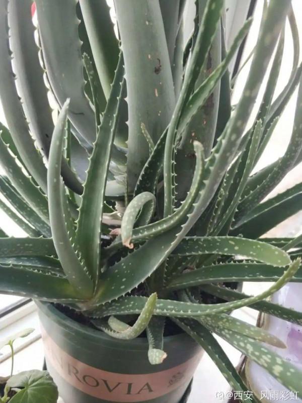 注意!花盆要是太深,養花要注意,很容易爛根 注意!花盆要是太深,養花要注意,很容易爛根