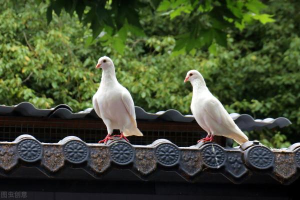 三關“鴿王”淪為“天落鳥”的原因 三關“鴿王”淪為“天落鳥”的原因