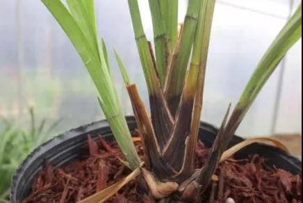 隔夜茶、瓜子皮、雞蛋殼……“廢物利用施肥法”高危低效不值得 隔夜茶、瓜子皮、雞蛋殼……“廢物利用施肥法”高危低效不值得