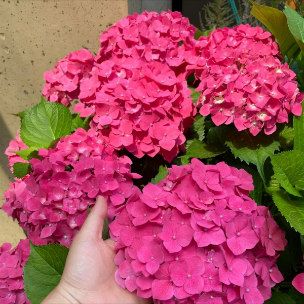 6種漂亮花，特別愛“吃醋”10天吃一杯，葉子油綠，花苞咕嚕嚕冒