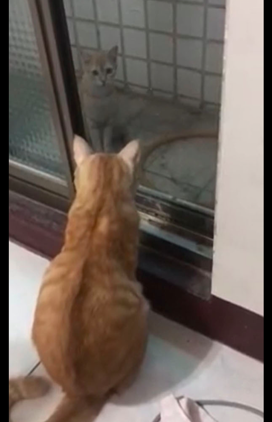 貓咪一個半月沒出門,家裡只有一隻狗狗,卻被醫生告知它懷孕了? 貓咪一個半月沒出門,家裡只有一隻狗狗,卻被醫生告知它懷孕了?