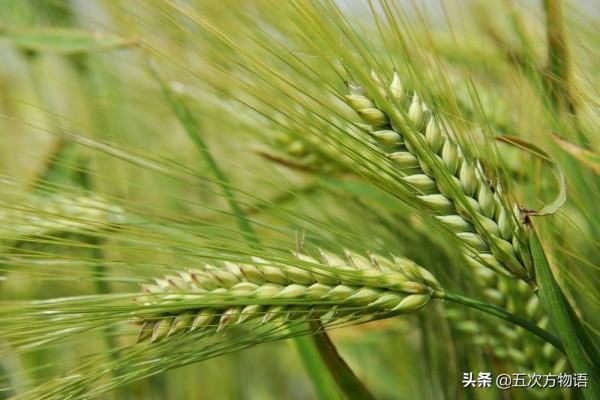 盤點那些原產中國的糧食作物