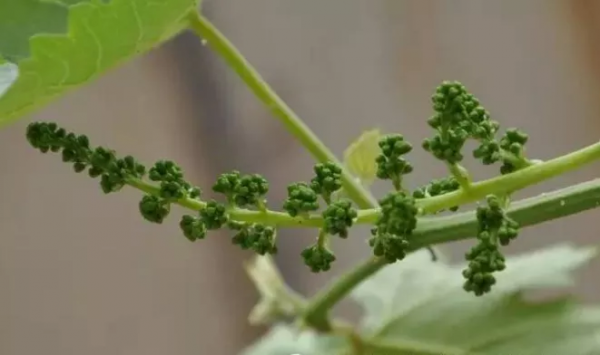 催芽肥別再以氮為主了！葡萄花序少都源於這幾個錯誤操作