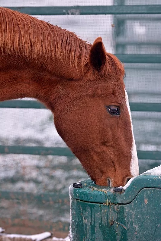 馬衣品牌荷斯威爾horseware馬術課堂：冬天，馬需要喝更多水