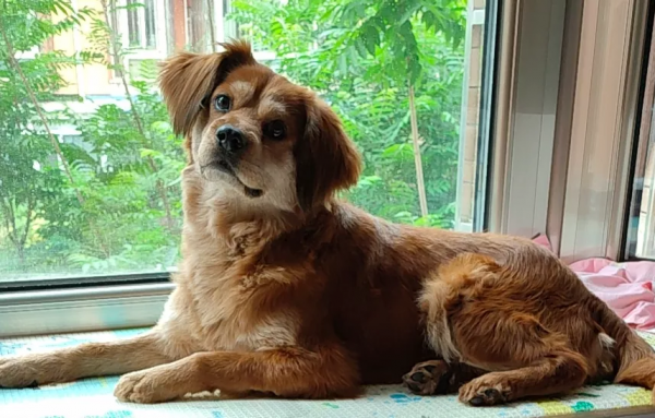 在樹林裡撿到一隻潦草小串串,幾個月後,長成了盛世美顏 在樹林裡撿到一隻潦草小串串,幾個月後,長成了盛世美顏