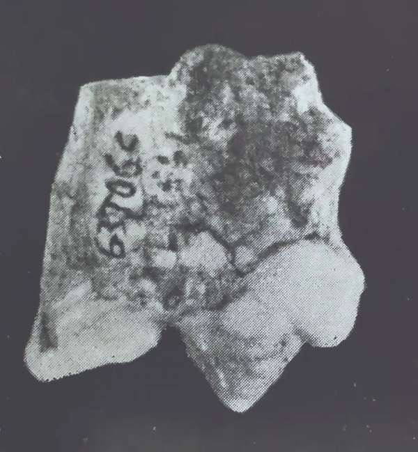 虎年了，關於虎的一個未解之謎