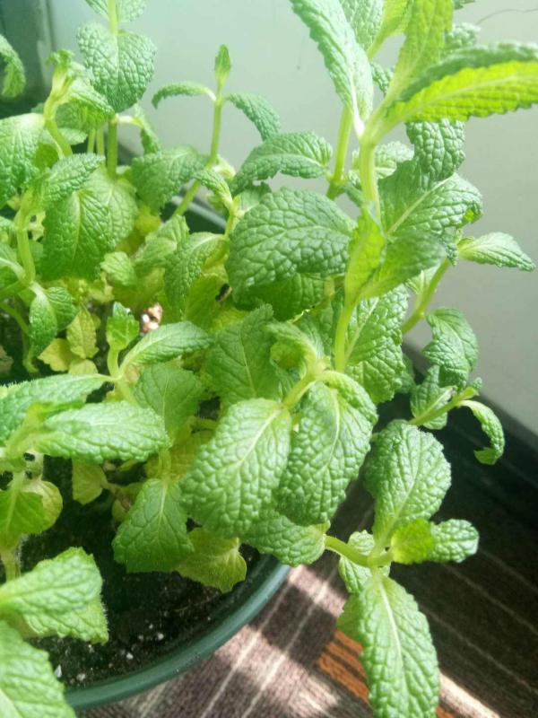 7種花適合孩子養，隨便插土裡就能活，孩子成就感滿滿