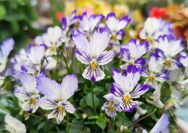 3種&OpenCurlyDoubleQuote;漂亮花&rdquo;，盆越小開花越多，冬天&OpenCurlyDoubleQuote;不怕凍&rdquo;，一個勁開花