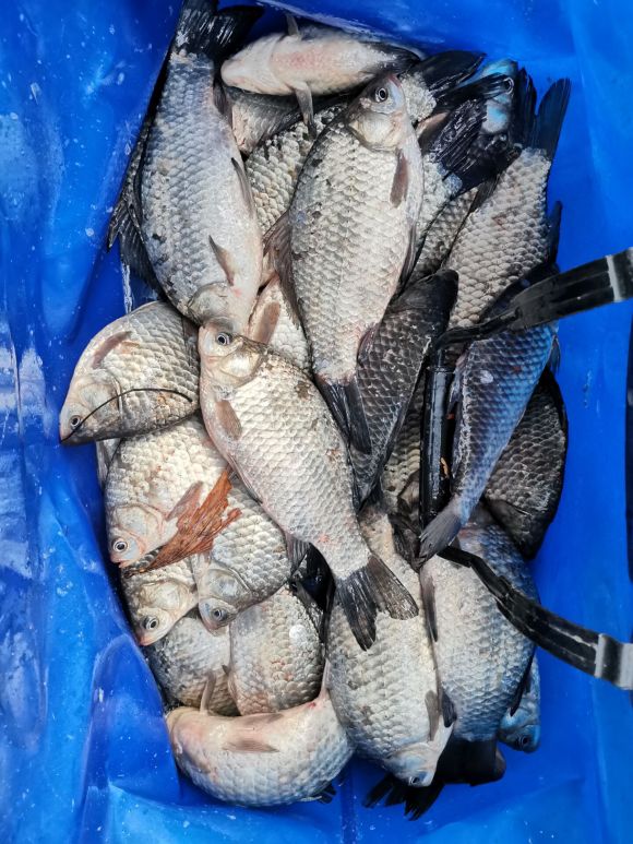 盤點冬天野釣好用的新增劑，便宜且效果好（用量及用法）