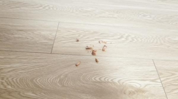 石頭自清潔掃拖機器人 G10 開啟預售：解放你的雙手