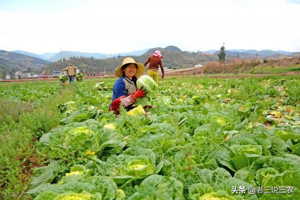 只要一把麥麩，解決白菜病蟲害問題！簡單3點，結球緊實，品質好