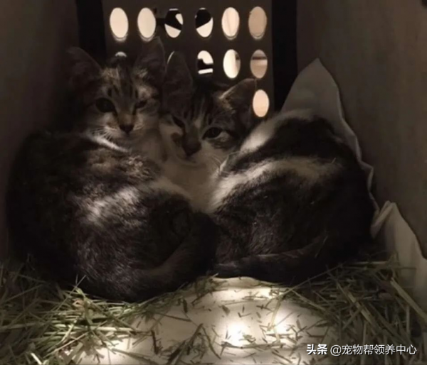 流浪貓在大雪中不停扒拉窗戶求助：能救救我，開下窗戶麼？我好冷