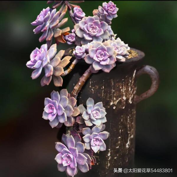 最愛多肉紫樂,好養殖易出狀態,非常容易爆盆 最愛多肉紫樂,好養殖易出狀態,非常容易爆盆