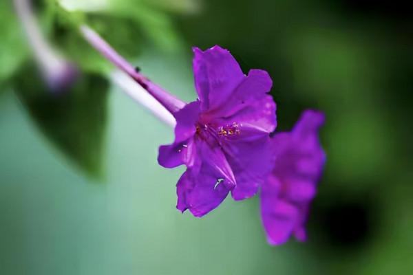 紫茉莉:細粉胭脂女兒心 紫茉莉:細粉胭脂女兒心