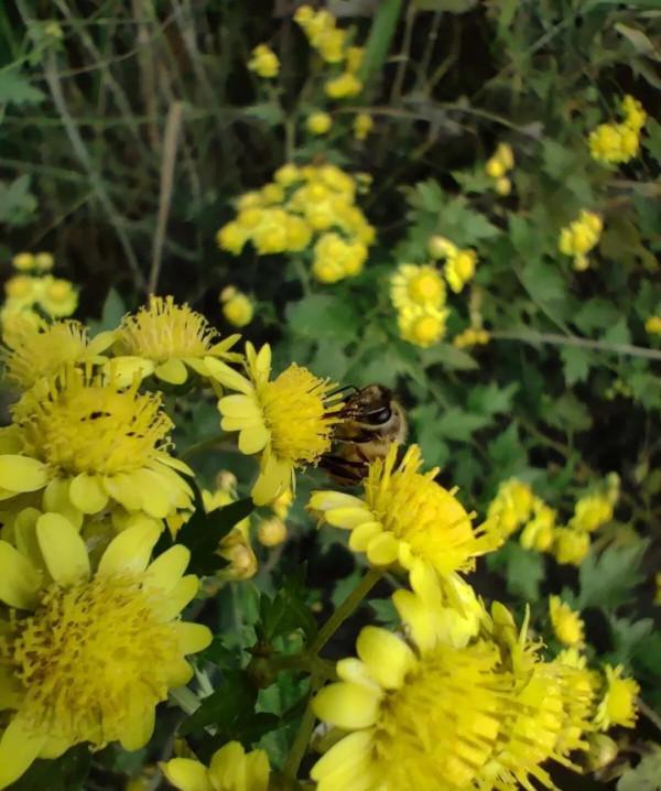 小時候用野菊花製作枕頭睡覺可香嘞